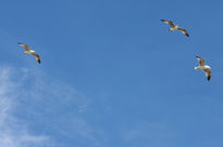 Amigas en vuelo