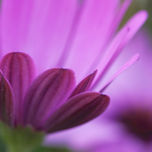 Flores thumbnail 2