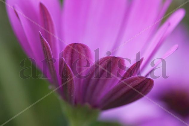 flor abstracta