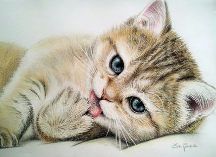 Gatito
