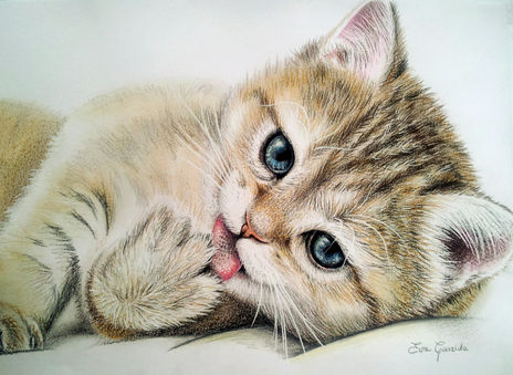 Gatito