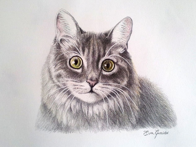 Gato Maine Coon Pencil (coloured) Paper Animals