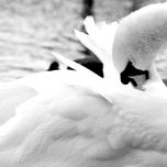 Aves thumbnail 1