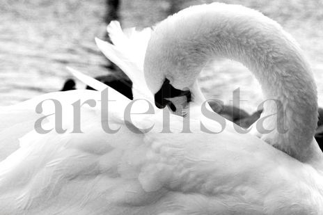 El cisne