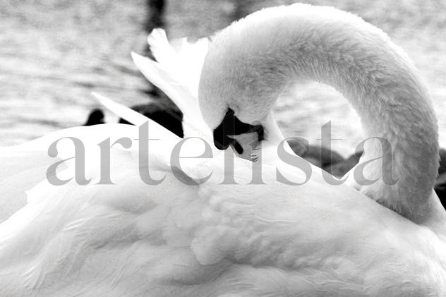 El cisne