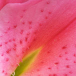 Flores thumbnail 1