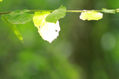 hoja de luz