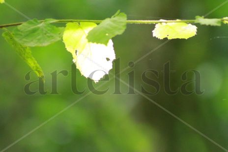 Hoja de luz