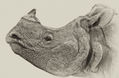 Portrait of an Asian one-horned Rhinoceros