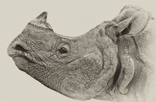 Portrait of an Asian one-horned Rhinoceros Nature Black and White (Digital)