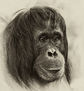 Portrait of an Orang-Utan