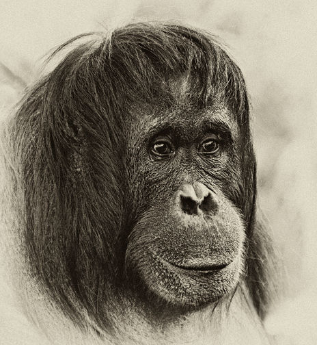 Portrait of an...