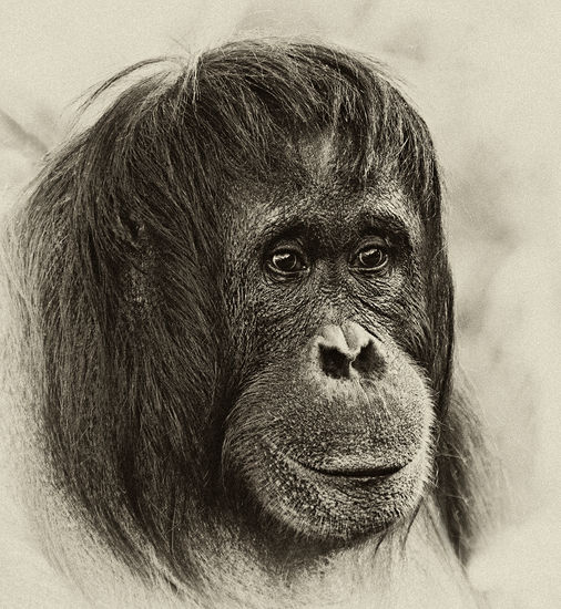 Portrait of an Orang-Utan Naturaleza Blanco y Negro (Digital)