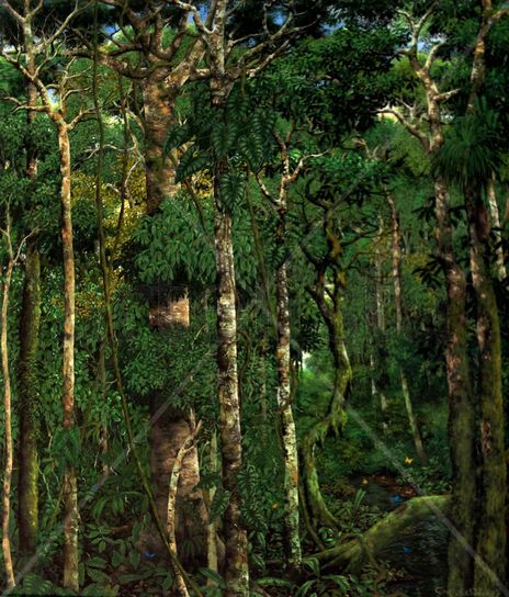 Selva iv