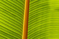 Detail of a Banana-leaf