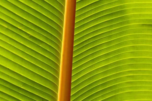 Detail of a Banana-leaf Naturaleza Color (Digital)