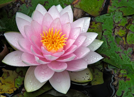 Water Lily