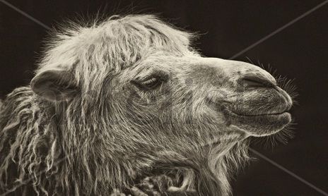 Animals & Plants