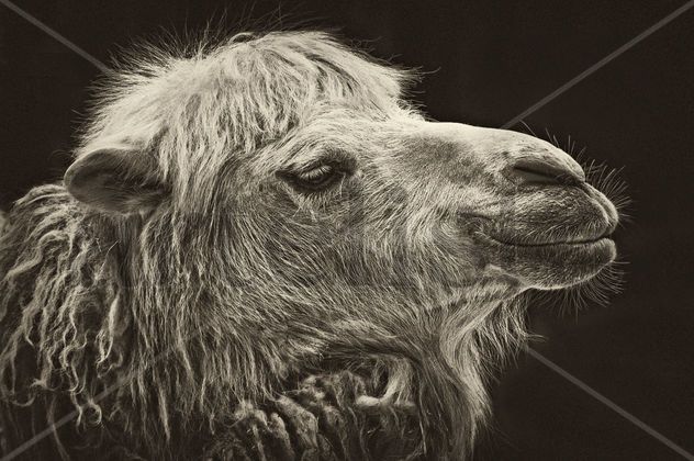 Portrait of a two-humped Camel