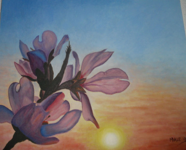flor almendro al  sol