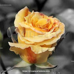 PLANTAS, FLORES Y FRUTAS thumbnail 1