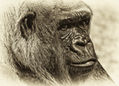 Portrait of a Lowland Gorilla