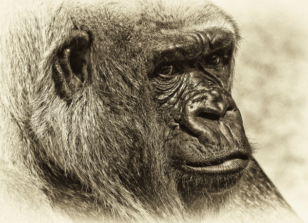 Portrait of a Lowland Gorilla