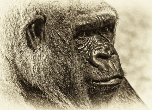 Portrait of a Lowland Gorilla Nature Black and White (Digital)