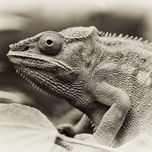 Animals & Plants thumbnail 2