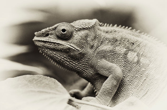 Panther Chameleon Nature Black and White (Digital)