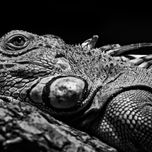 Animals & Plants thumbnail 1