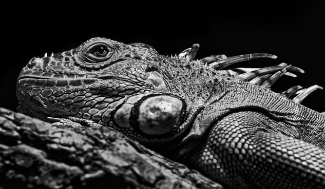 Green Iguana Nature Black and White (Digital)