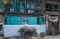 Kolkata - Streetscene in Kumartuli with rhino-sculpture