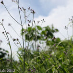 Costanera Sur thumbnail 1