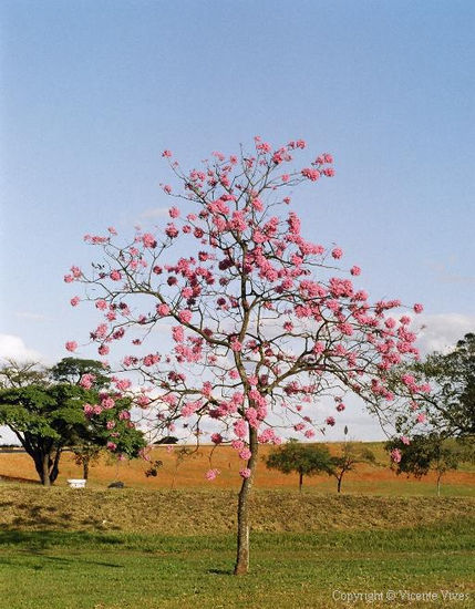 Árvore Florida Naturaleza Color (Química)