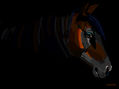 CABALLO.