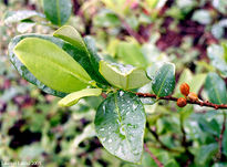 Hoja de Coca