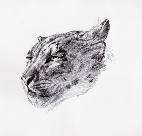 Snow Leopard