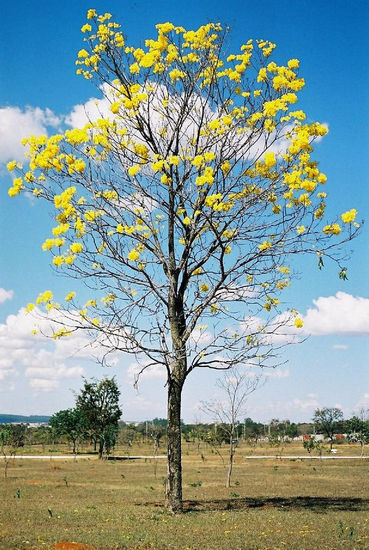 Ipê Amarelo Nature Color (Manual)