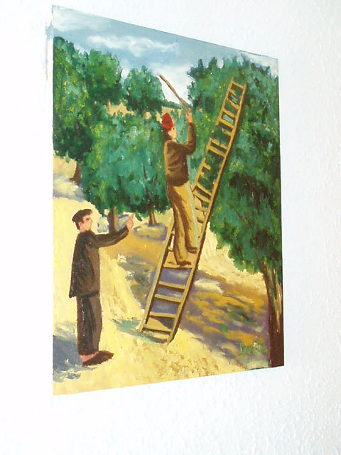 cogiendo aceituna