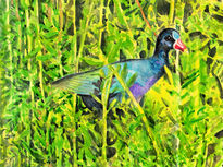 Purple Gallinule