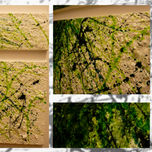 natura thumbnail 1