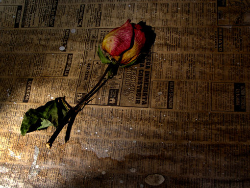 la rosa