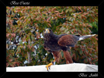 Águila