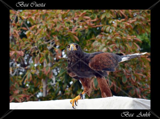 Águila Nature Color (Digital)