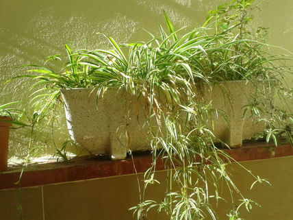 El patio de mi abuela