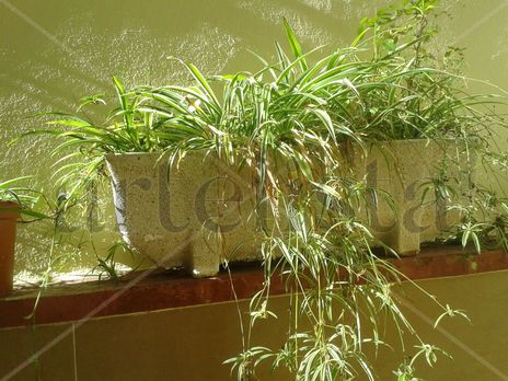 El patio de mi abuela