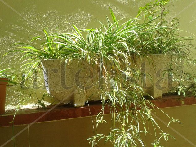 el patio de mi abuela