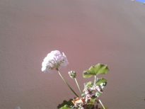 Flor blanco