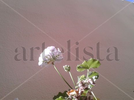Flor blanco